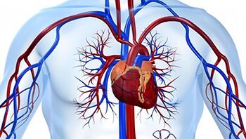 Рязанский минздрав подготовил рекомендации по профилактике сердечно-сосудистых заболеваний Рязанский минздрав подготовил рекомендации по профилактике сердечно-сосудистых заболеваний